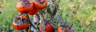 Maladies des tomates: comment les reconnaître et moyens de lutte