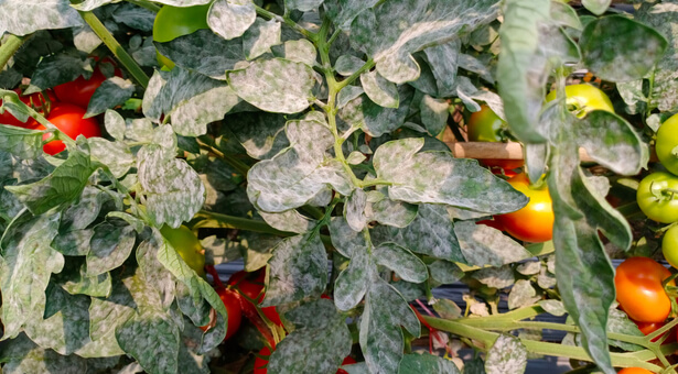 maladies des tomates ; oïdium tomates