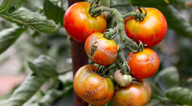maladies des tomates ; éclatement tomate