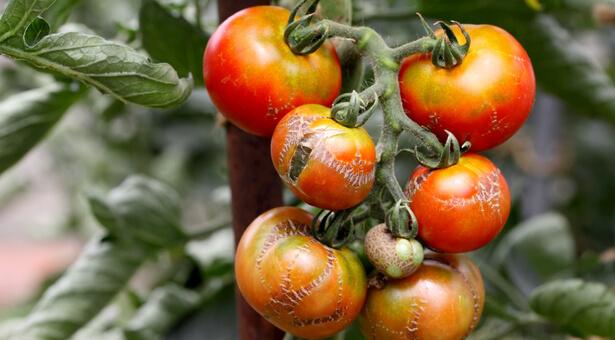 maladies des tomates ; éclatement tomate