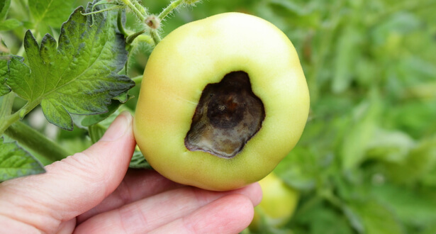 maladies des tomates ; cul noir de la tomate