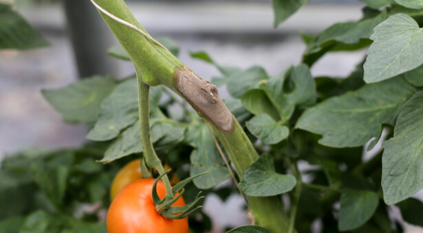 maladie tomate ; pourriture grise tomates