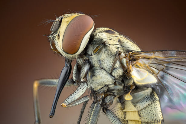 mouche charbonneuse