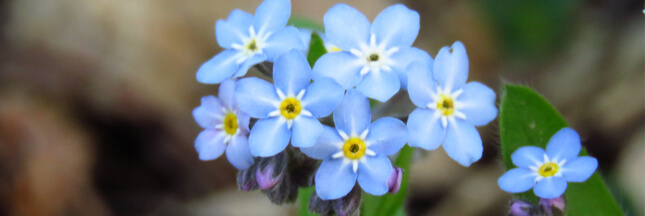 Le myosotis ? Une fleur qui ne s’oublie pas !