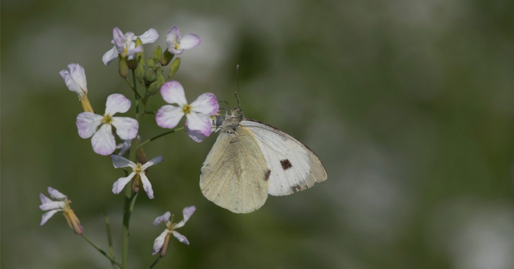 Piéride du chou : protégez vos choux des prédateurs en juillet au jardin bio