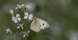 Piéride du chou : protégez vos choux des prédateurs en juillet au jardin bio Piéride du chou : protégez vos choux des prédateurs en juillet au jardin bio