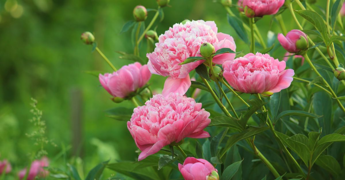 La pivoine, sublime fleur aux incroyables qualités médicinales