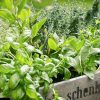 Conserver les plantes aromatiques en gardant leur saveur : tous nos conseils
