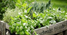 Conserver les plantes aromatiques en gardant leur saveur : tous nos conseils