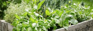 Conserver les plantes aromatiques en gardant leur saveur : tous nos conseils