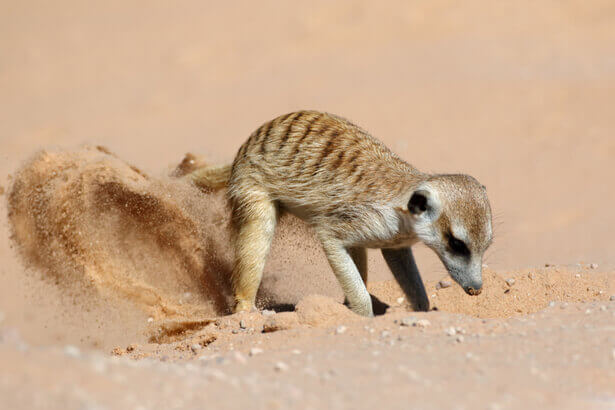 suricate