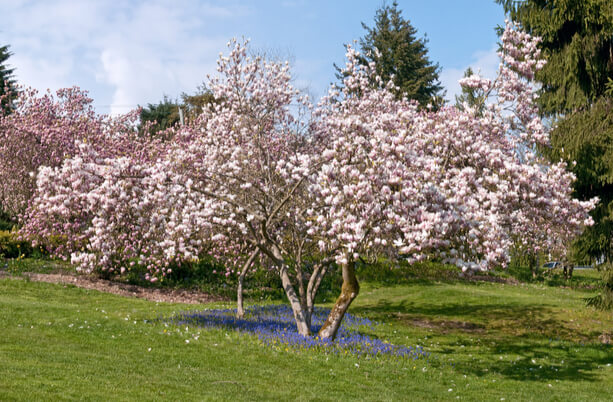 arbuste terre de bruyère