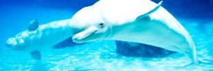 Après dix ans de captivité, deux bélugas rejoignent un sanctuaire en Islande Après dix ans de captivité, deux bélugas rejoignent un sanctuaire en Islande