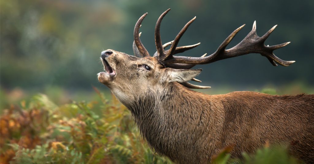 Dans la famille biodiversité ordinaire, protégeons le cerf