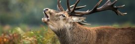 cerf
