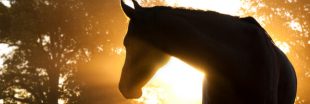 Chevaux et équidés - Les agressions cruelles et violentes se poursuivent