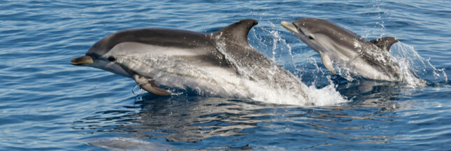 Passionné de dauphins, devenez observateur en Normandie