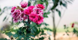Jardinage : en août, enlevez les fleurs fanées