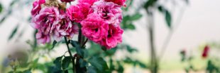 Jardinage : en août, enlevez les fleurs fanées