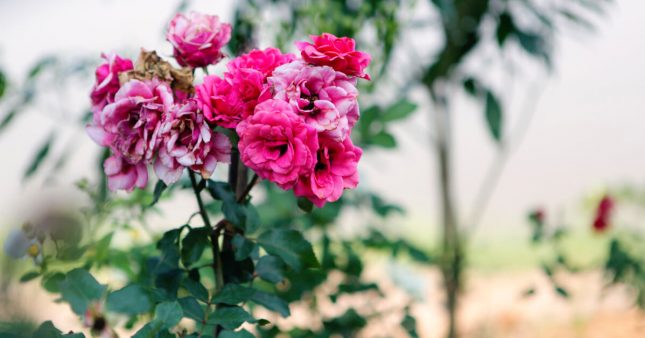 Jardinage : en août, enlevez les fleurs fanées
