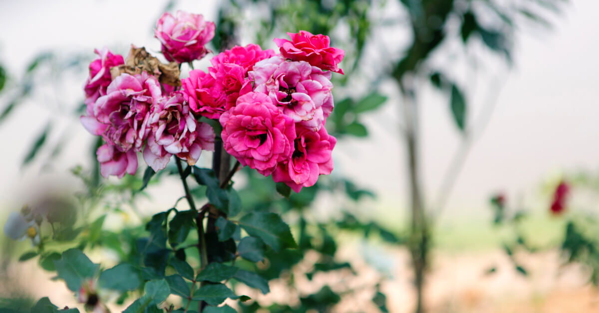 Jardinage : en août, enlevez les fleurs fanées, mais pas n’importe comment