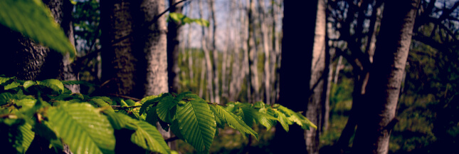 foret pyrénées