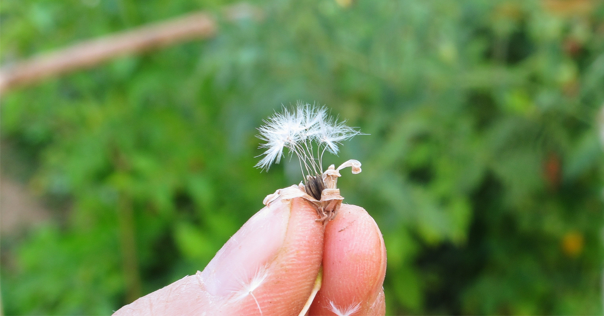 En août au potager, c'est le moment de produire ses graines maison !