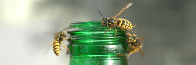 Les bons réflexes à avoir quand abeilles, frelons et guêpes vous titillent