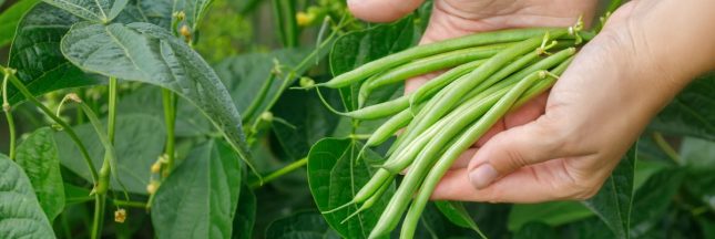 Les secrets nutritifs du haricot vert pour un été plein de vitalité