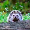 Lutte biologique : 18 animaux pour lutter contre les ravageurs au jardin Lutte biologique : 18 animaux pour lutter contre les ravageurs au jardin