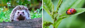 Lutte biologique : 18 animaux pour lutter contre les ravageurs au jardin