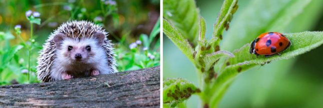Animaux et insectes utiles au jardin