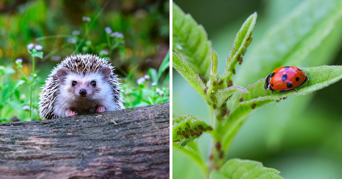 Lutte biologique : 18 animaux pour lutter contre les ravageurs au jardin