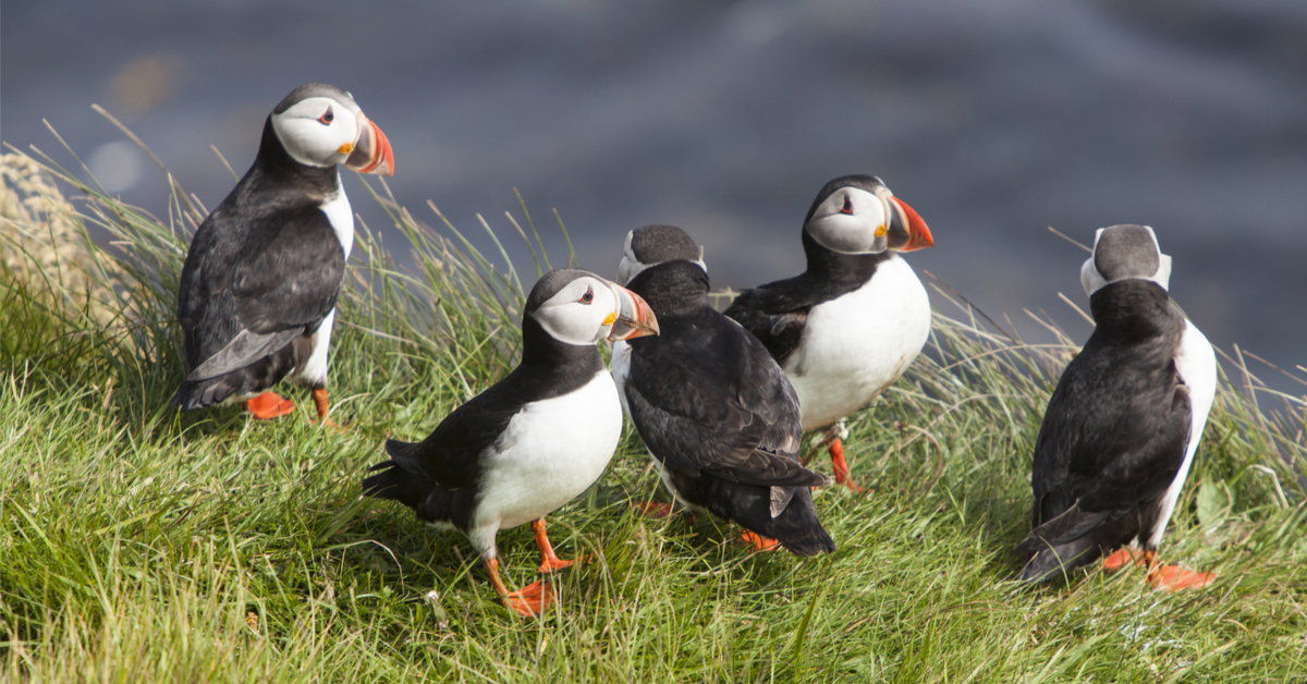 Dans la famille biodiversité ordinaire, protégeons le macareux moine