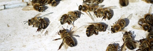 Pourtant interdits en 2018, les insecticides néonicotinoïdes sont de retour !