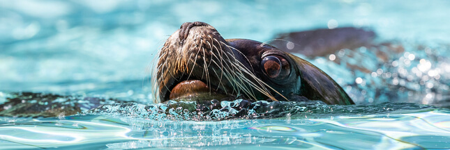 Carton rouge – des otaries tractent les visiteurs dans un zoo belge