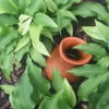 La oya : l'arrosage du jardin écolo, automatique et économique La oya : l'arrosage du jardin écolo, automatique et économique
