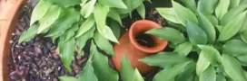 La oya : l'arrosage du jardin écolo, automatique et économique