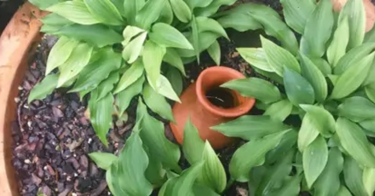 La oya : l'arrosage du jardin écolo, automatique et économique