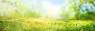 Pelouse écologique : quelles alternatives au gazon ?