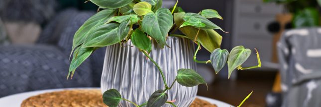 5 plantes qui ne nécessitent presque pas d’être arrosées