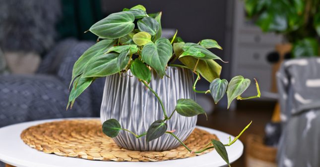 burle marx philodendron variegated Variegated Philodendron Burle Marx  Leaves and Loaves Goods