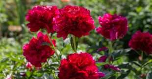 En automne plantez la pivoine, reine des bouquets de printemps !