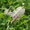 Le plantain, une mauvaise herbe qui ne vous veut que du bien ! Le plantain, une mauvaise herbe qui ne vous veut que du bien !