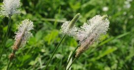 Le plantain, une mauvaise herbe qui ne vous veut que du bien !