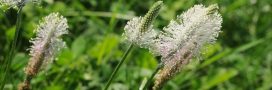 Le plantain, une mauvaise herbe qui ne vous veut que du bien !