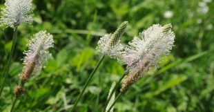 Le plantain, une mauvaise herbe qui ne vous veut que du bien !