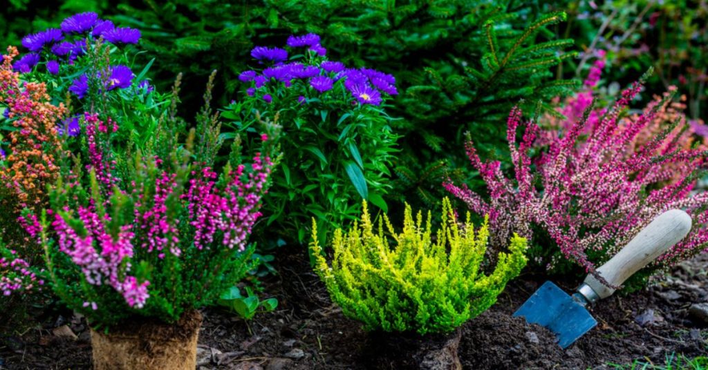 Les plantes de terre de bruyère, reines au jardin : les découvrir et les bichonner !