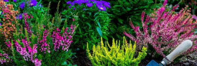 Les plantes de terre de bruyères