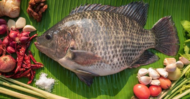 Le tilapia, le poisson le plus consommé au monde
